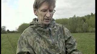 Clechoma hederacea (будра плющевидная)