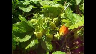 Садовая земляника 2012г.Garden.Советы огородникам.