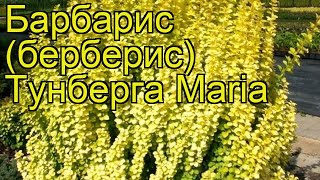 Барбарис тунберга Мария. Краткий обзор, описание характеристик, где купить саженцы
