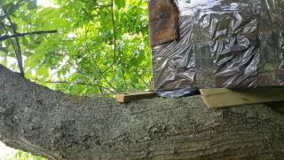 Рой пчел заходит в ловушку 22.05.2016 год.