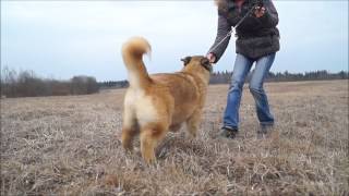 Heavenly Light Rainbow Magic, female 4,5 months (Heavenly Light Ambassador x Tomo No Kimi Vadzin)