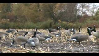 Canada Goose Hunting October 10th - MC Hunt Club