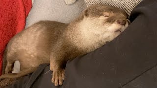 自分を人間の子供かなんかだと信じて疑ってないであろうカワウソ otter who probably believes he's a human child or something.