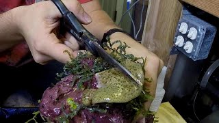 Toadstool Leather Coral Propagation