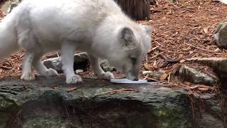 Home Safari - Arctic Fox - Cincinnati Zoo