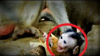 Ah no why Breaking my heart to see new baby crying/help me mum Youlike Monkey