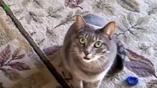 Кошачий Концерт. Котенок И Кошка Мяукает. Смешные Эпизоды.