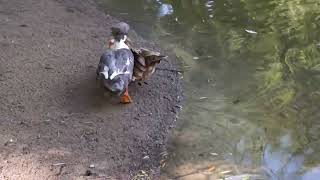 Зоопарк Новосибирска. Утки не скучают. The zoo of Novosibirsk. Ducks do not miss
