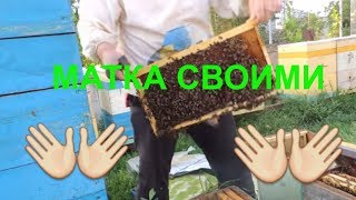 Сам вывожу маток/как подготовить воспиталку/Пасека 2018/колодец?