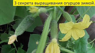 ЗИМНИЙ ОГОРОД. КАК ВЫРАСТИТЬ ОГУРЕЦ НА ОКНЕ?