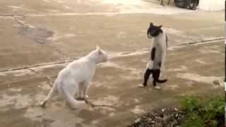 КОТЯРА БЫЧАРА...Кто кого!?запрещенный прием котячих...