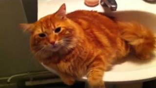 Mon gros chat roux Patapouf et son lavabo/ my big red cat in his sink