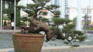Bonsai hội chợ (Caycanhthanglong.vn)