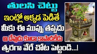 మీ తులసి చెట్టు అక్కడపెడితే ఈ ముప్పు తప్పదు..వెంటనే మార్చేయండి | TULASI MOKKA