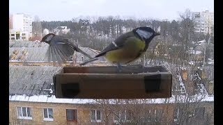 Подкармливание синиц зимой