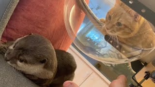 飼い主の膝で寝床を作っていると猫に突っつかれるカワウソ otter poked by a cat when making a bed on the owner's lap