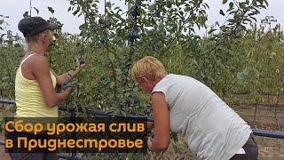 В Приднестровье собирают урожай фруктов - тех, что удалось сохранить в непогоду