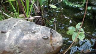 [HD] Happy New Year & Pond life: The Movie / Leben am Teich [4/4]