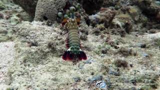 Odontodactylus scyllarus - Mantis shrimp - Mabul 2016