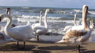 Зимняя Анапа 2017г. Берег Черного моря