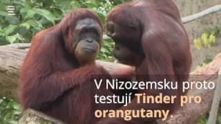 ZOO zkouší "Tinder pro orangutany"