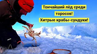 По локоть в прорубь за крабом!