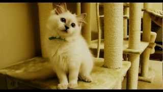 Ragdoll kitten chirping while playing
