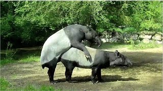 Malayan Tapir Mating - Emus swimming - Siberian Tiger Ahimsa - Tierpark Hellabrunn