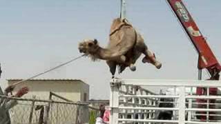 Pissed off camel