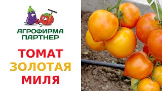 ТОМАТ ЗОЛОТАЯ МИЛЯ