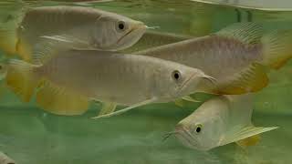 (คัดปลา) ตอนที่ 2 ปลามังกร RTG & HB ของ Long Jiang Arowana ของเดือน MAY 2016