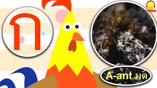 ท่อง ก ไก่ - ฮ นกฮูก vs ท่อง ABC