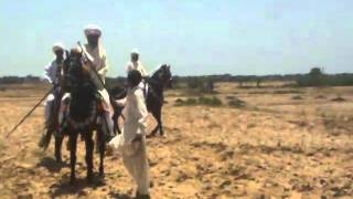 Desi Horses of Pakistan