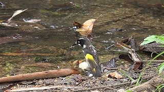 Photographing Filming: Birds by the Creek