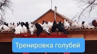 26.01.20. Приехали гости приподнял голубей.Guests arrived raised pigeons.