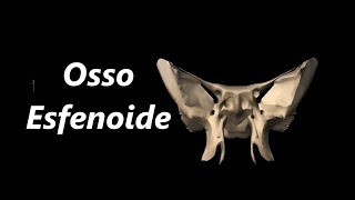 Anatomia do Esfenoide em 3D