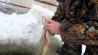 ловля щуки на Чухломском озере