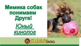 Мимика собак Сигналы примирения. Юный кинолог опасна ли собака можно подходить