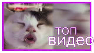 КОТ, НЕ БОЛЕЙ! || Видеофид