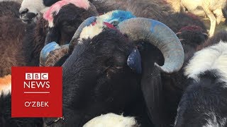 Ҳайит: Қурбонликка арзон қўй-мол излаяпсизми? - Бор, нархи...