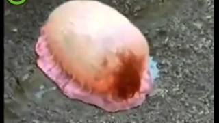 Морская вагина порно
