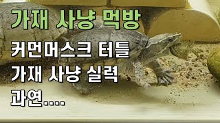 15편 거북이 가재 먹방 - 음악과 함께하는 [내맘대로 물생활]
