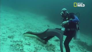Murènes javanaise - nat geo wild