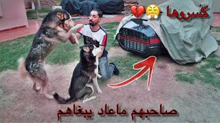 كلاب هاسكي خربت سيارة صاحبها النادره ? عرضهم للتبني ✋?