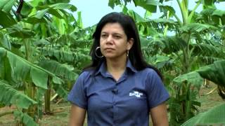 Amazonia Rural | Um dia de campo Rio Preto da Eva | Sigatoka Negra doença Bananas Acrelandia
