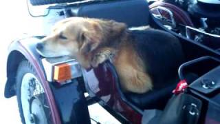 Sleepy Dog in the sidecar