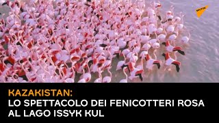 Kazakistan: lo spettacolo dei fenicotteri rosa al lago Issyk Kul