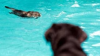 Купание в смешной компании)Bath time fun  Super cute!