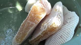 Cara Beternak dan Panen Lebah Madu || How to raise and harvest honey bees
