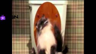 Farting Cat